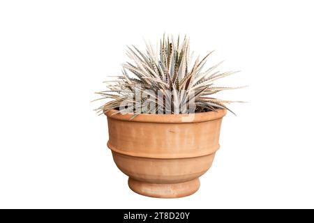 Dyckia sawblade bromeliad plant in large clay pot on white isolated background Stock Photo