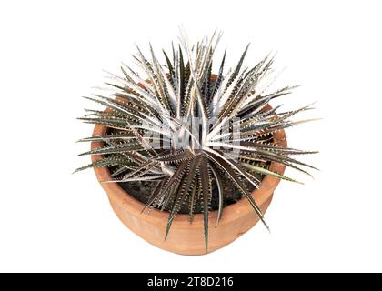 Dyckia plant in a clay pot on white isolated background high angle view Stock Photo