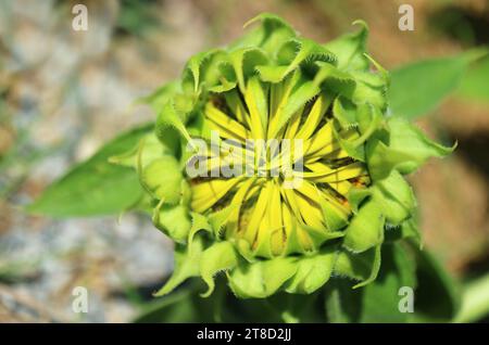 Closeup of Bright Green Sunflower Bud in the Sunlight Stock Photo