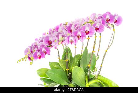 Flowers beautiful purple orchid phalaenopsis isolated on white Stock Photo