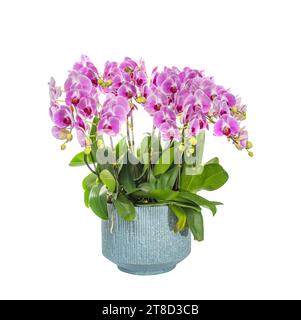 Flowers beautiful purple orchid phalaenopsis isolated on white Stock Photo