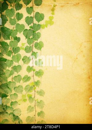 green ivy on old grunge antique paper texture Stock Photo