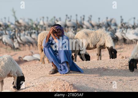 A cattle herder with his sheep with demoiselle cranes in the background Stock Photo