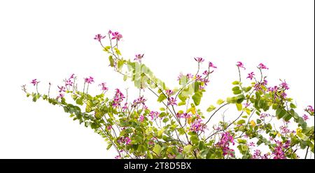 Closeup Hong Kong Orchid Flower or Bauhinia with a green leave isolated on white Stock Photo