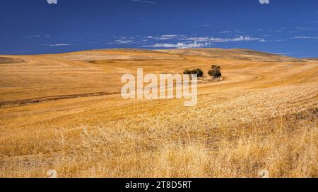 Harvested wheat field in rural South Australia Stock Photo