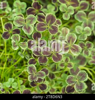 three shamrock leaves in a clover patch Stock Photo