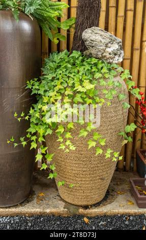 antique clay vase and green ivy leaves on bamboo background Stock Photo
