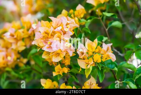 yellow bougainvillea flowers in garden Stock Photo