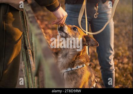 Red mongrel dog. A dog walks in the park in autumn. Beautiful portrait of a mongrel dog that looks warily Stock Photo