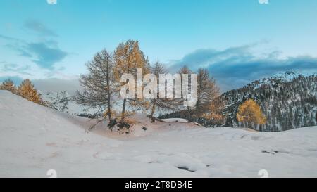 Landscape with larches in the snow on Swiss alps Stock Photo