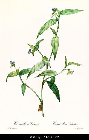 Old illustration of  Asiatic Dayflower (Commelina communis). Les Liliacées, By P. J. Redouté. Impr. Didot Jeune, Paris, 1805 - 1816 Stock Photo