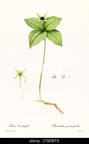 Old illustration of Herb Paris (Paris quadrifolia). Les Liliacées, By P. J. Redouté. Impr. Didot Jeune, Paris, 1805 - 1816 Stock Photo
