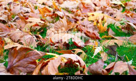 Dry autumn leaves falling in a forest with selective focus. Stock Photo