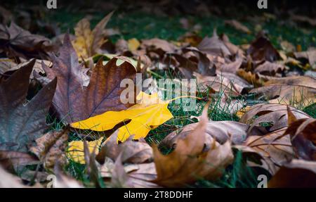 Dry autumn leaves falling in a forest with selective focus. Stock Photo