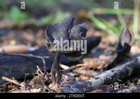 Helvella pezizoides, a saddle fungus from Finland, no common English name Stock Photo