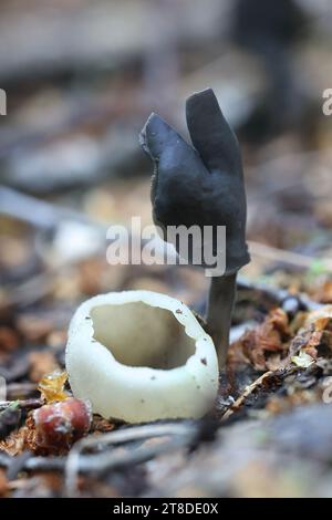 Helvella pezizoides, a saddle fungus and Peziza succosella, a cup fungus, fungi from Finland Stock Photo