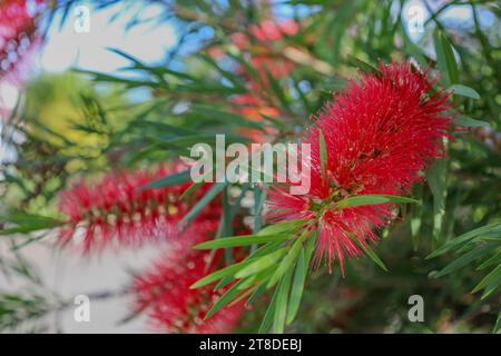 Detailed photo of red flowers in the morning, fresh with water droplets. Stock Photo