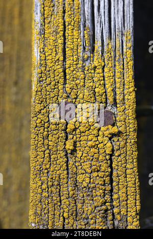 Candelariella vitellina, an eggyolk lichen growing on timber in Finland Stock Photo