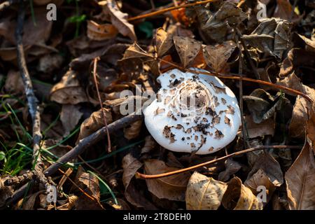 Green-spored Parasol, Chlorophyllum molybdites mushroom in forest Stock Photo