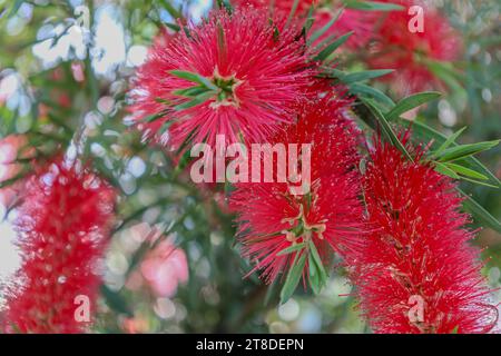 Detailed photo of red flowers in the morning, fresh with water droplets. Stock Photo