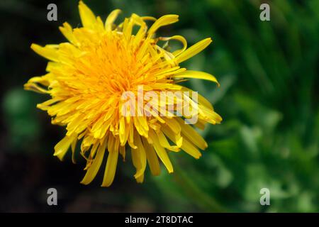 Dandelion flower Stock Photo