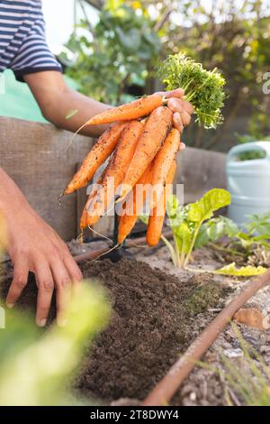 Hands of happy blonde caucasian woman plucking carrots in sunny greenhouse Stock Photo