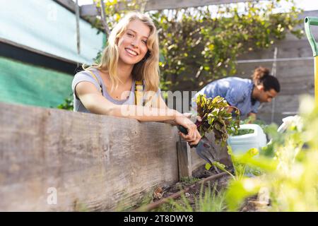 Happy blonde caucasian woman plucking beetroot and smiling in sunny greenhouse Stock Photo