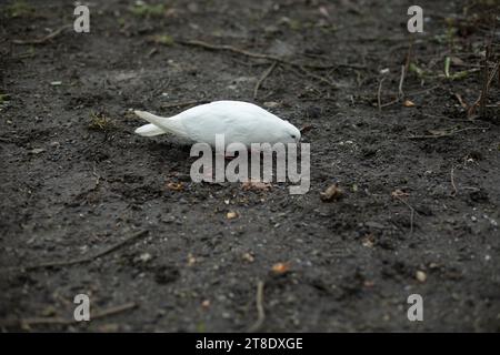 White dove on the ground. The bird walks on the ground. Stock Photo