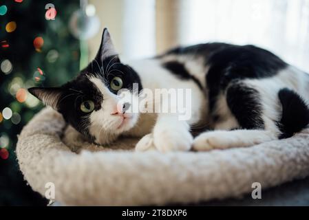 Close up of black and white cat laying on cat bed in front of Ch Stock Photo