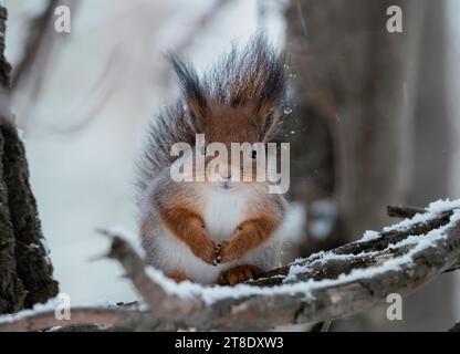 red squirrel sits on a branch in a snowy forest Stock Photo