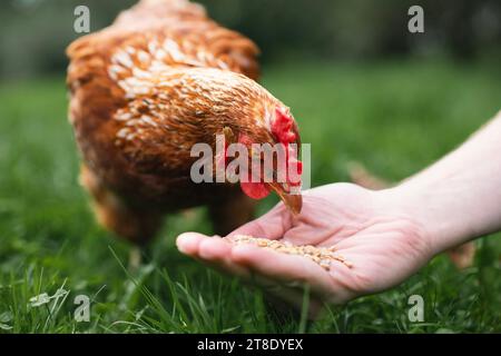 Farmer is feeding hen from hand. Chicken pecking grains from hand of man in green grass. Themes organic farm, care and trust. Stock Photo
