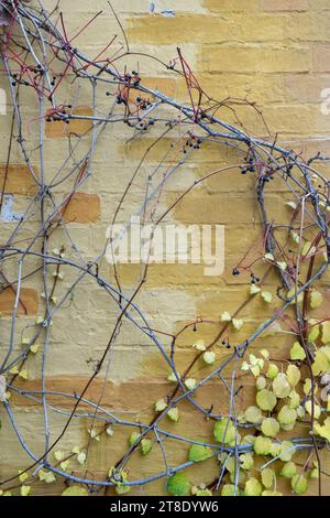 Background with brickwork and climbing plants Stock Photo