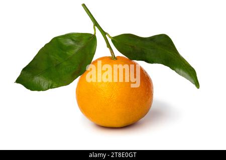 Single whole fresh mandarin close up isolated on white background Stock Photo