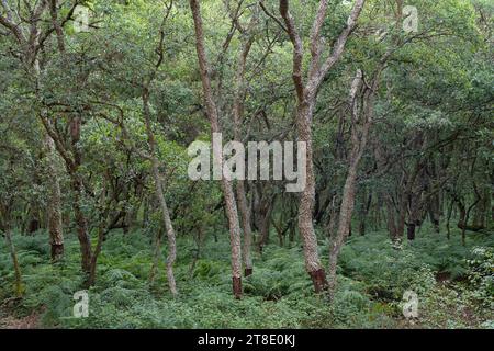 Cork Oak (Quercus suber) forest, Portugal Stock Photo