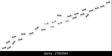 Worker ants trail line flat style design vector illustration isolated on white background. Top view of ants bug road trail marching in the line row. P Stock Vector