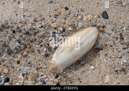 Cuttlefish: Sepia sp.  Cuttlebone.  On beach, Portugal. Stock Photo