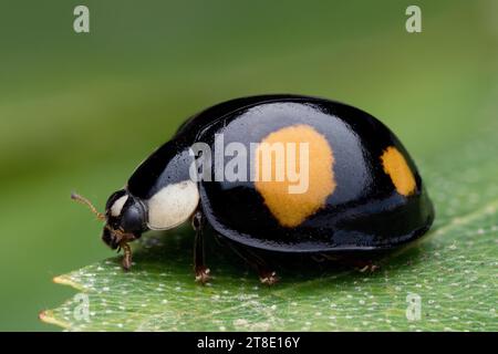 Harlequin ladybird (Harmonia axyridis) at rest on birch leaf. Tipperary, Ireland Stock Photo