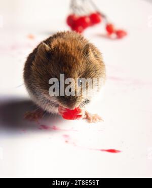 Rufocanus Boreal forests Gray-sided vole (Clethrionomys rufocanus) and ripe red ...