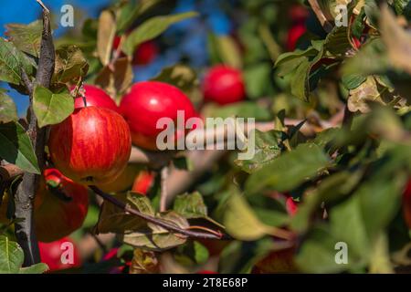 Close-up of ripe red apples on the branches of an apple tree in the garden on a sunny day. Organic red apples on a tree. Apple Season Stock Photo