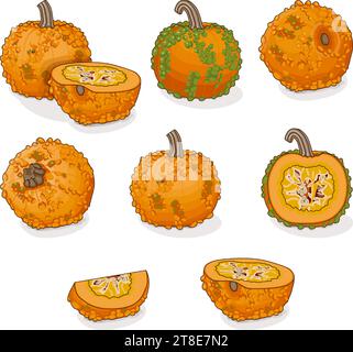 Set of Knucklehead Pumpkins. Winter squash. Cucurbita pepo. Fruits and vegetables. Clipart. Isolated vector illustration. Stock Vector