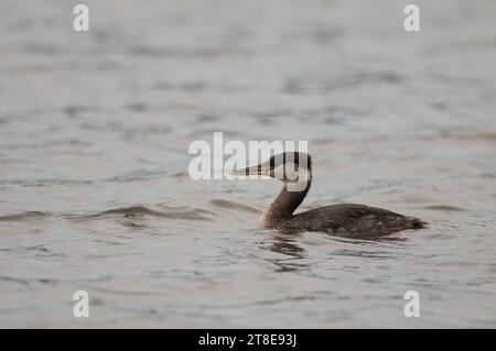 Ring-Necked Grebe makes migration stopover in New York Stock Photo