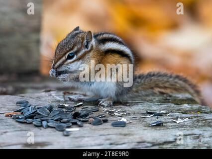 Chipmunk eating sunflower seeds Stock Photo