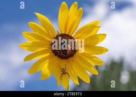 A Western Spotted Orbweaver, Neoscona oaxacensis, and a blister beetle on a Common Sunflower in Utah. Stock Photo