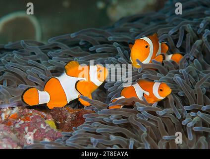 Ocellaris clownfish or false percula  clownfish or common clownfish  among tentacles of an anemone in Bali Stock Photo