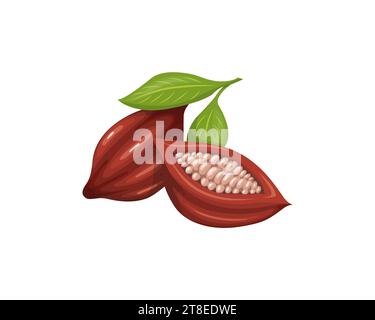 Cacao beans with green leaves in cartoon style.  Sliced Cacao beans into halves. Isolated vector illustration. Stock Vector