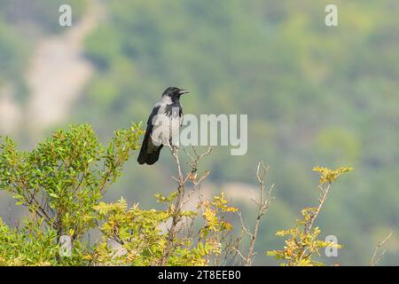 A Carrion Crow (Corvus corone) sitting on a tree on a sunny day in springtime (Cres, Croatia) Stock Photo
