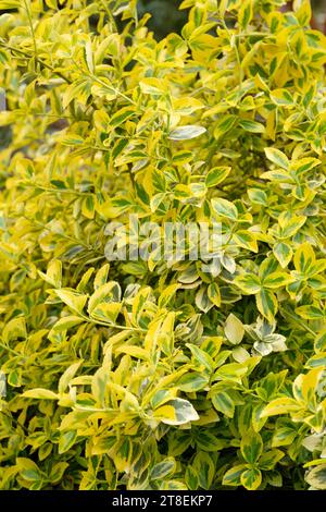 Euonymus fortunei Emerald 'n' Gold, spindle Emerald 'n' Gold, yellow variegated evergreen shrub Stock Photo