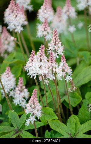 Tiarella Spring Symphony, foam flower Spring Symphony, leaves dark purple along midribs. spires of starry, creamy-white flowers, Stock Photo