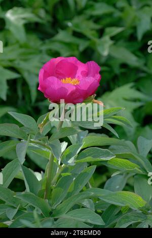 Paeonia officinalis subsp. villosa. Hairy Common Peony, magenta-pink single flowers with yellow stamens Stock Photo