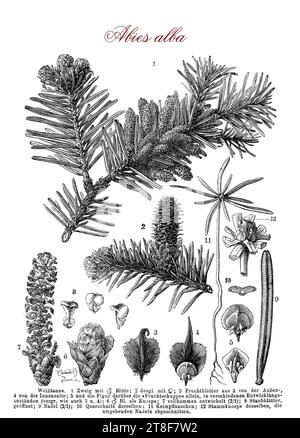Morphology table of Abies alba, European silver fir or silver fir,native to the mountains of Europe,evergreen coniferous tree, needles as leaves and broad cones, cultivated for Christmas tree plantation for the symmetrical triangle shape, dense foliage and smell of resin Stock Photo